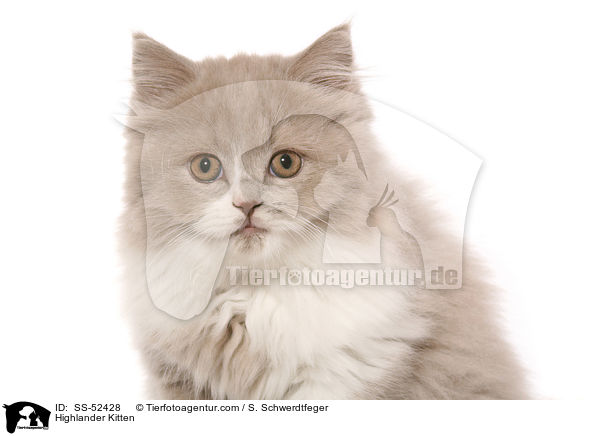 Highlander Kitten / SS-52428
