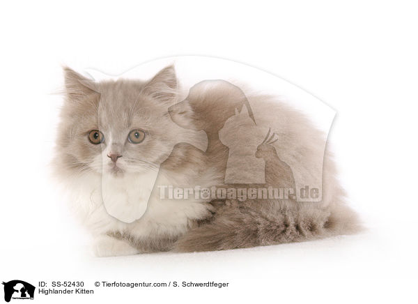 Highlander Kitten / SS-52430