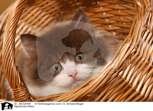 Highlander Kitten / SS-52446