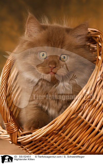 Highlander Kitten / SS-52451