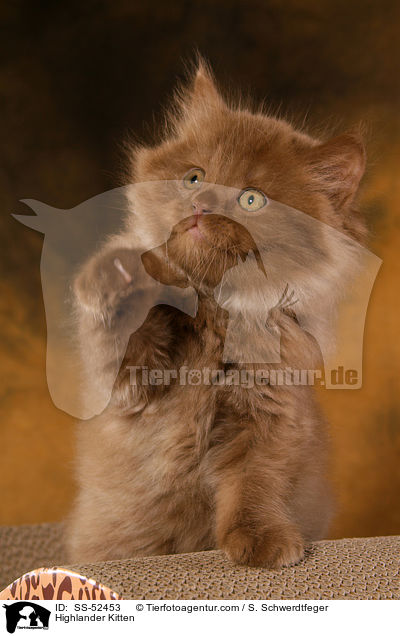 Highlander Kitten / SS-52453