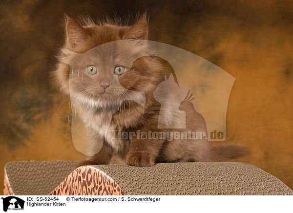 Highlander Kitten / SS-52454