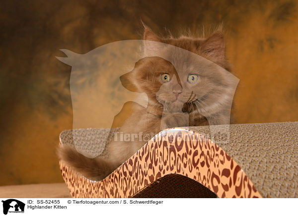 Highlander Kitten / SS-52455