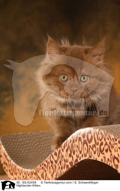 Highlander Kitten / SS-52458