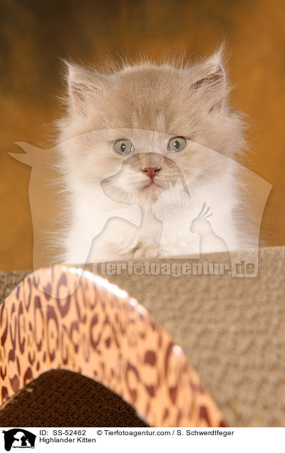 Highlander Ktzchen / Highlander Kitten / SS-52462