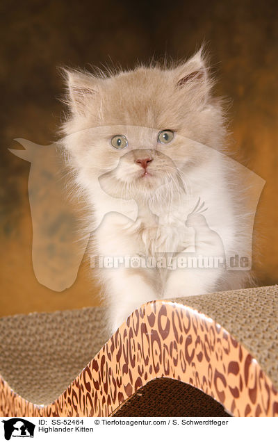 Highlander Kitten / SS-52464