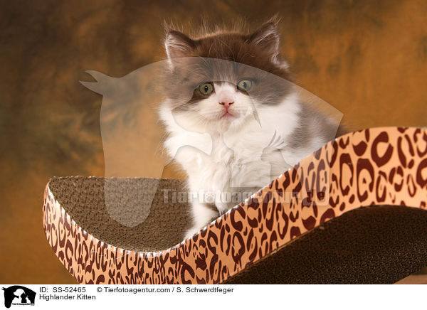 Highlander Kitten / SS-52465