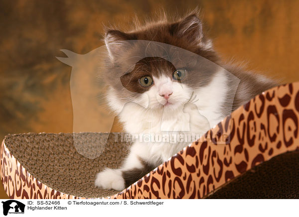 Highlander Kitten / SS-52466