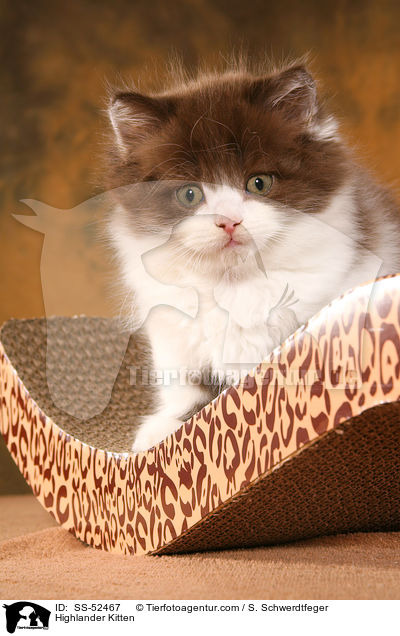 Highlander Kitten / SS-52467