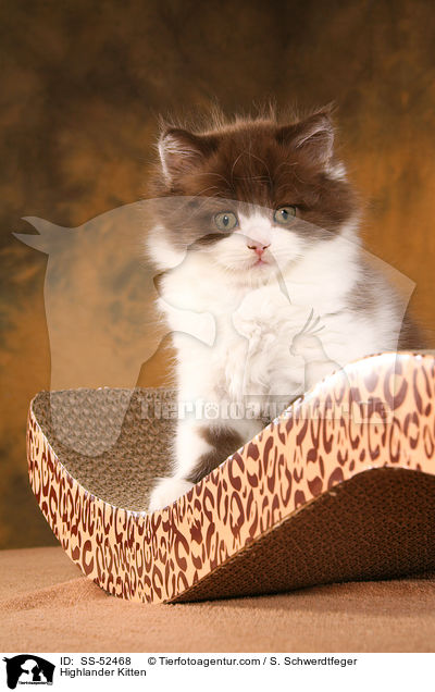 Highlander Kitten / SS-52468