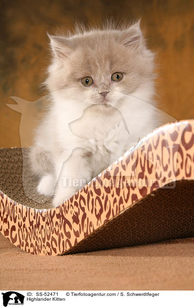 Highlander Kitten / SS-52471