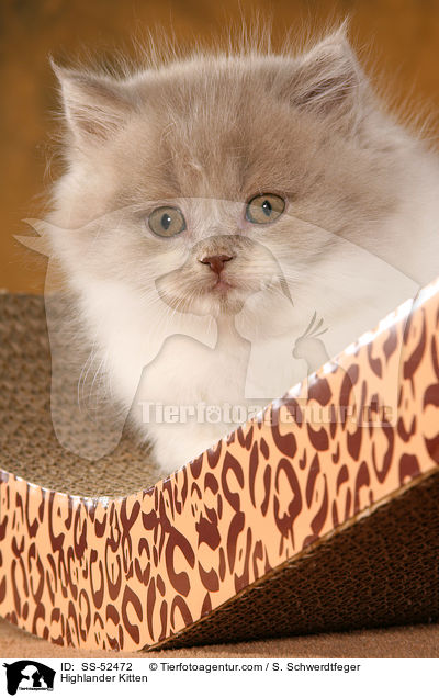Highlander Kitten / SS-52472