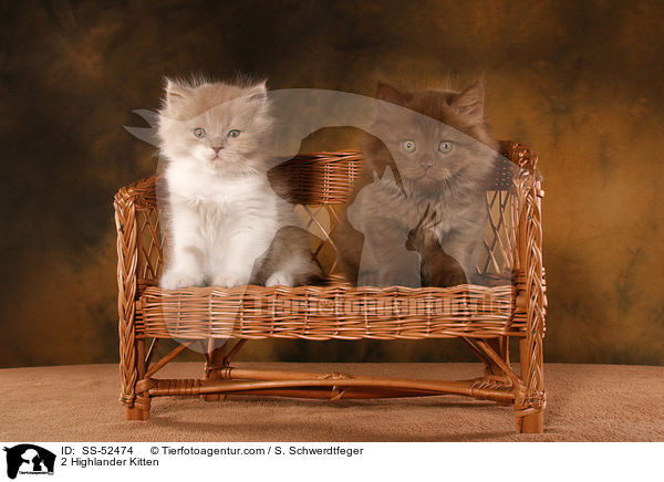 2 Highlander Kitten / SS-52474
