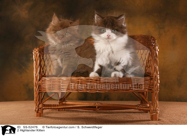 2 Highlander Kitten / SS-52476