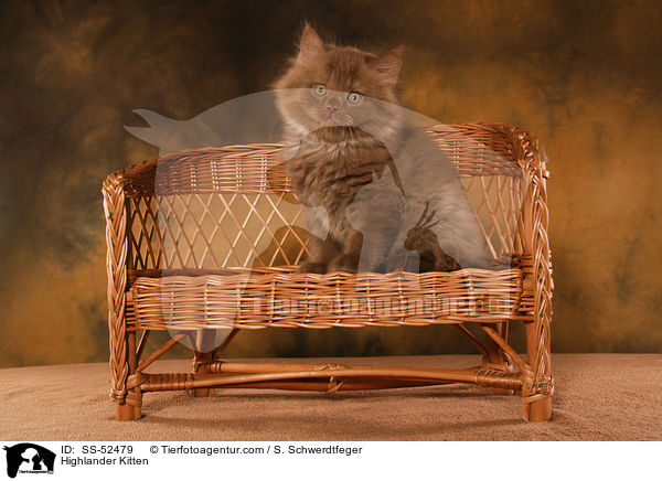 Highlander Kitten / SS-52479