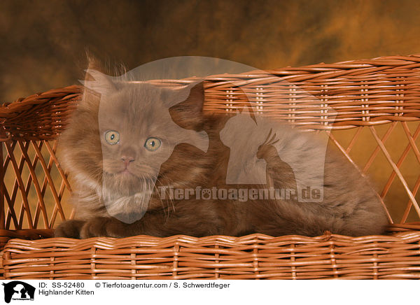 Highlander Kitten / SS-52480