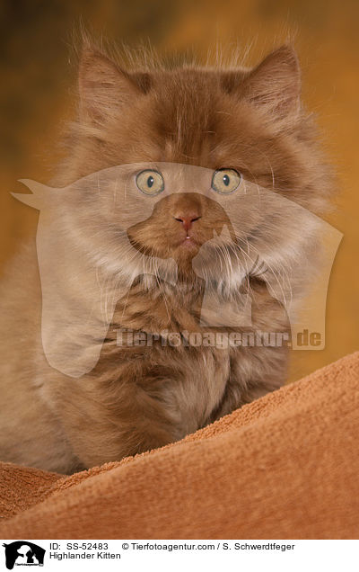 Highlander Kitten / SS-52483