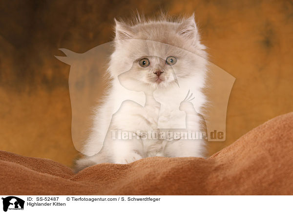 Highlander Kitten / SS-52487