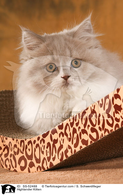 Highlander Kitten / SS-52488