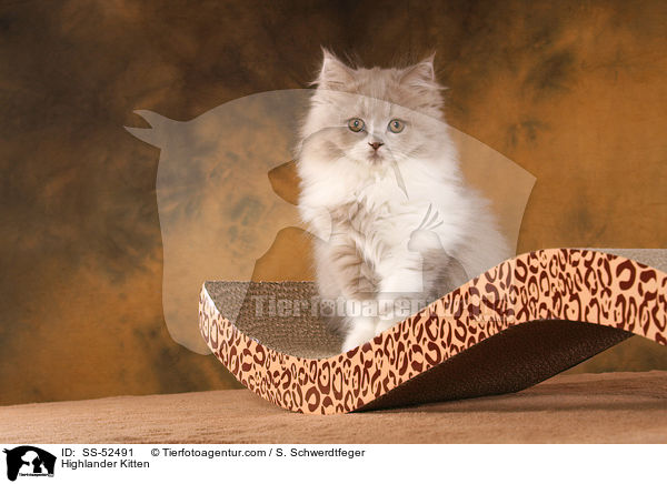 Highlander Kitten / SS-52491
