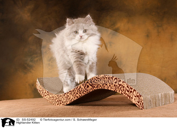 Highlander Kitten / SS-52492