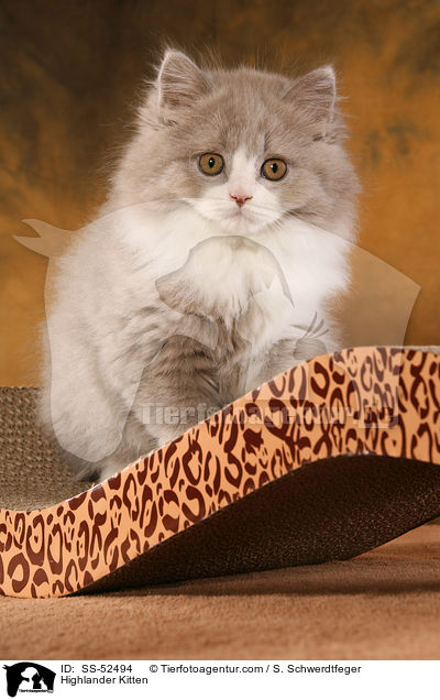 Highlander Kitten / SS-52494