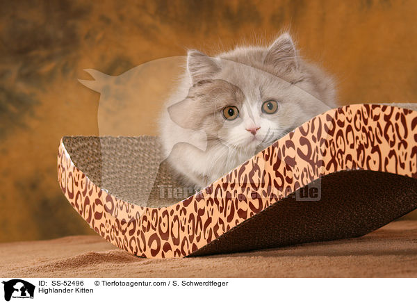 Highlander Kitten / SS-52496