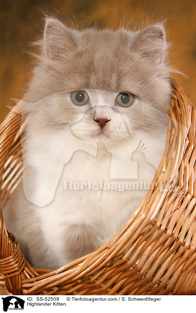 Highlander Kitten / SS-52509