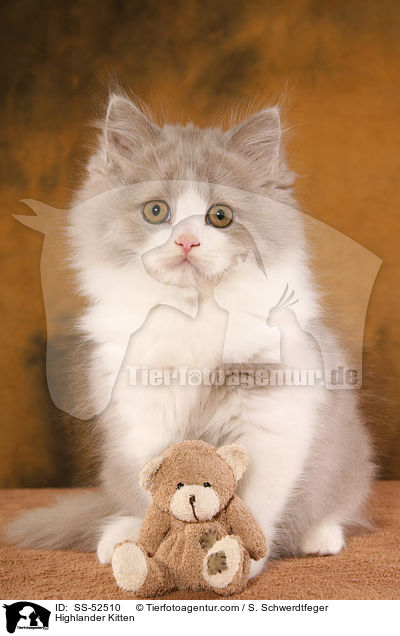 Highlander Kitten / SS-52510