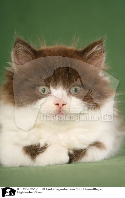 Highlander Kitten / SS-52517