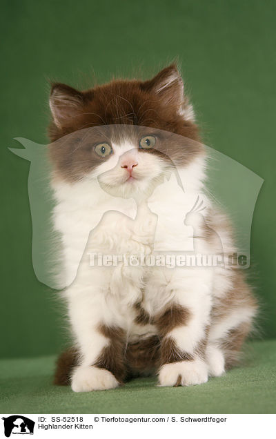 Highlander Kitten / SS-52518