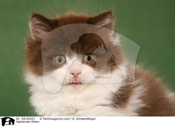 Highlander Ktzchen / Highlander Kitten / SS-52521