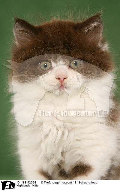 Highlander Kitten / SS-52524
