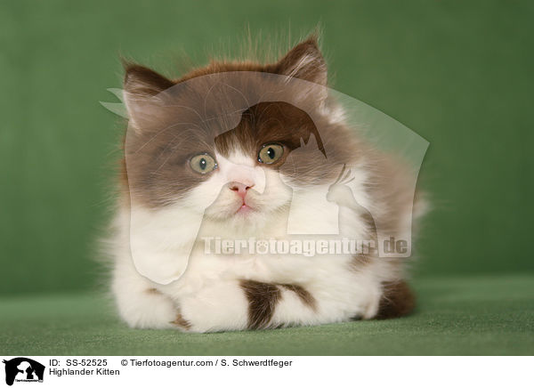 Highlander Kitten / SS-52525