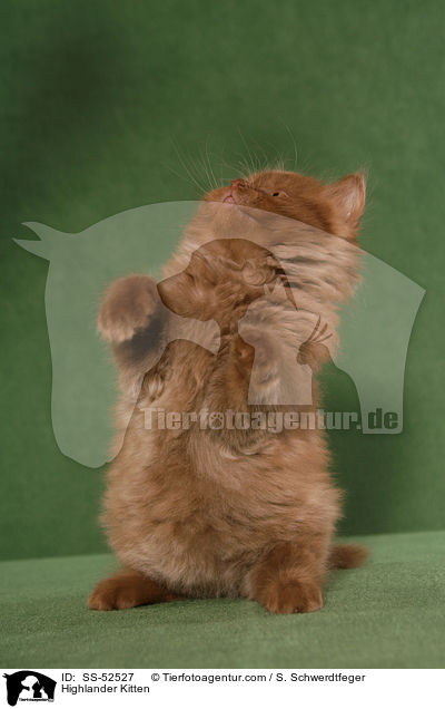 Highlander Kitten / SS-52527