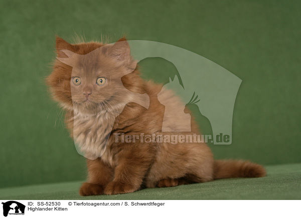 Highlander Kitten / SS-52530