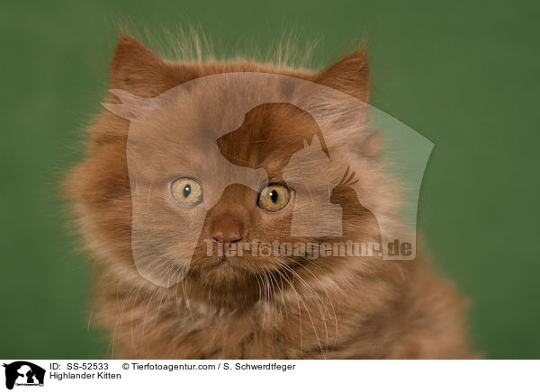 Highlander Kitten / SS-52533
