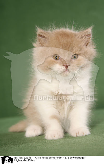 Highlander Ktzchen / Highlander Kitten / SS-52538