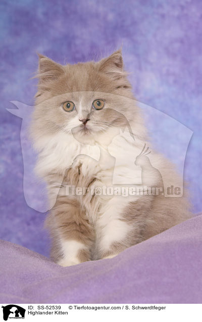 Highlander Kitten / SS-52539