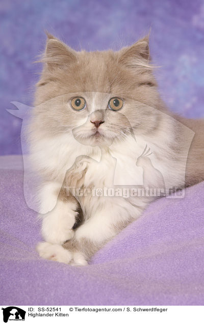 Highlander Kitten / SS-52541