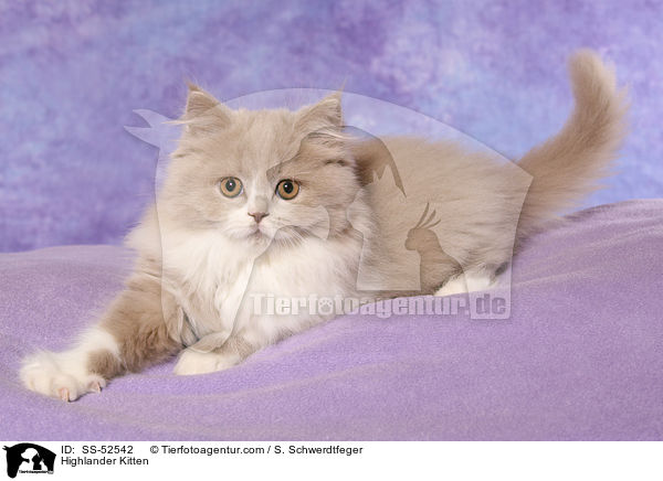 Highlander Kitten / SS-52542