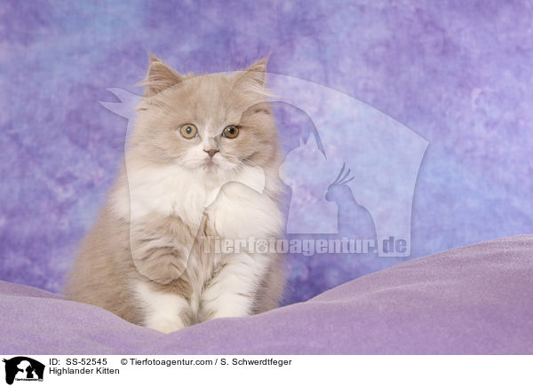 Highlander Kitten / SS-52545