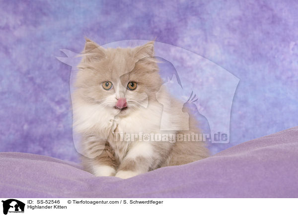 Highlander Kitten / SS-52546