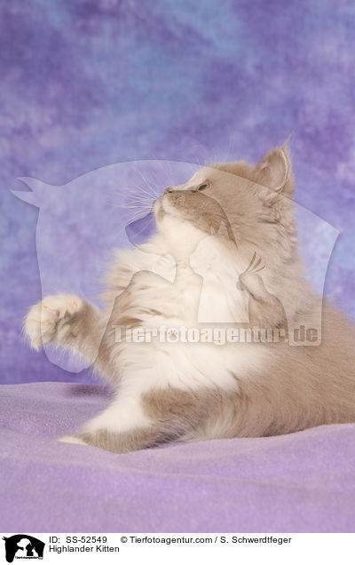 Highlander Kitten / SS-52549