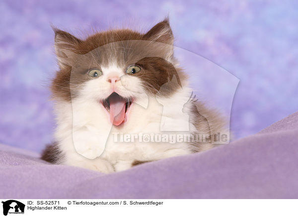 Highlander Kitten / SS-52571