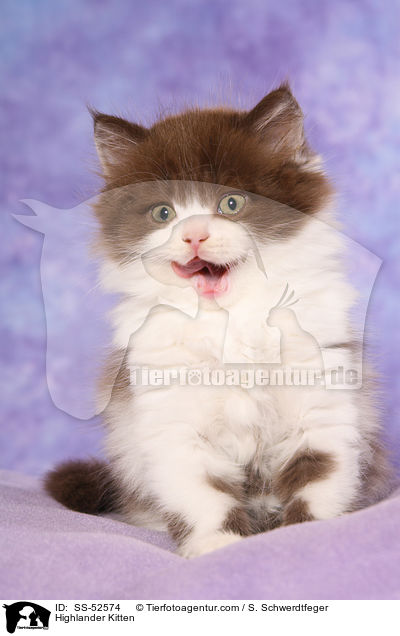 Highlander Kitten / SS-52574