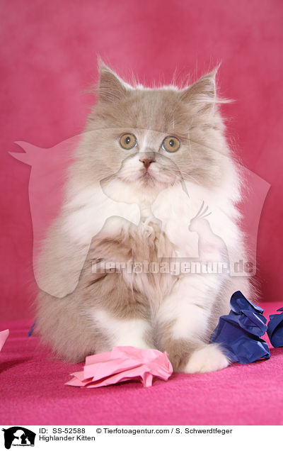 Highlander Kitten / SS-52588