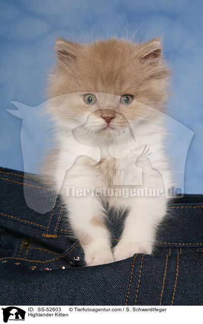 Highlander Kitten / SS-52603