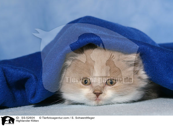 Highlander Kitten / SS-52604