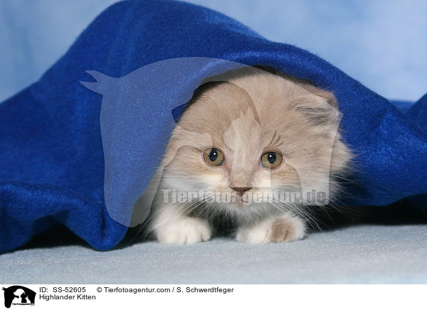 Highlander Kitten / SS-52605